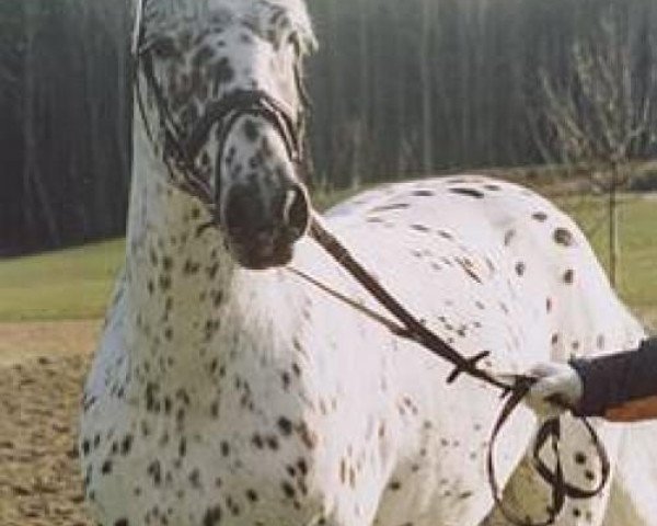 stallion Boxter aus der schützenden Hand (Knabstrupper, 2000, from PrH Baron aus der schützenden Hand)