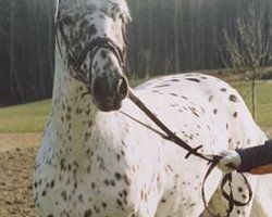 stallion Boxter aus der schützenden Hand (Knabstrupper, 2000, from PrH Baron aus der schützenden Hand)