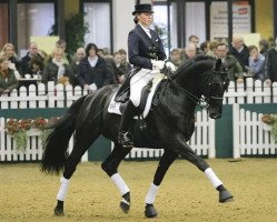 stallion Ovaro (Trakehner, 2001, from Hohenstein I)