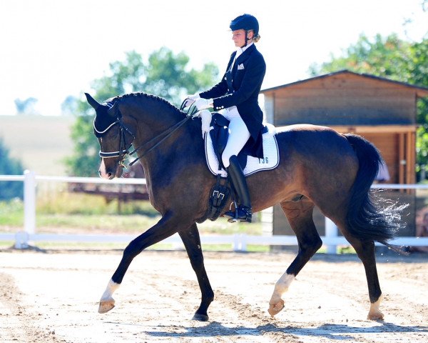 dressage horse Las Vegas 192 (Oldenburg, 2007, from Licotus)