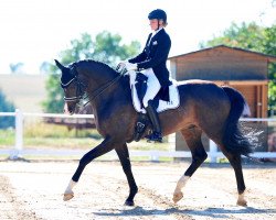 dressage horse Las Vegas 192 (Oldenburg, 2007, from Licotus)