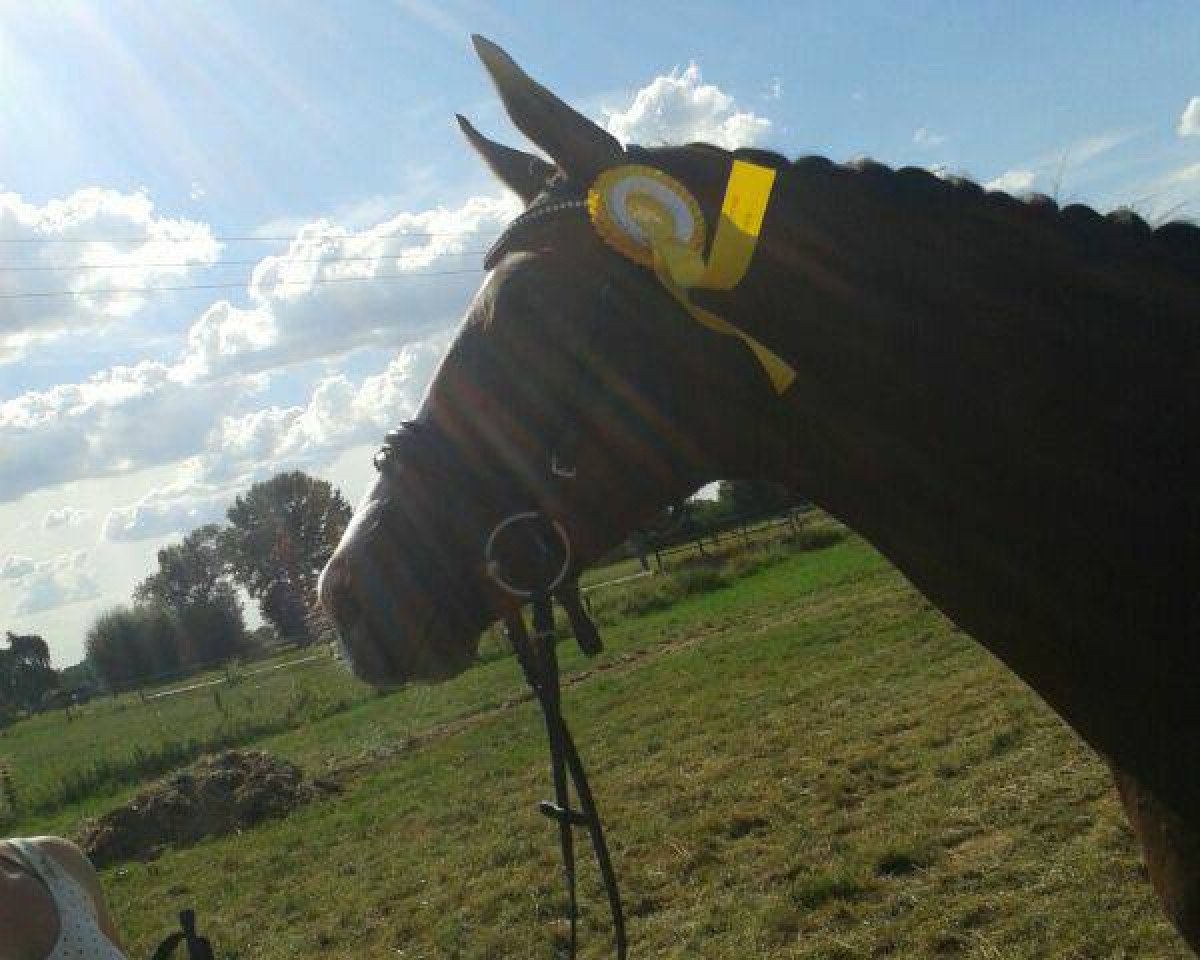 dressage horse Flawless Diamond (Oldenburg, 2010, from Farewell III)