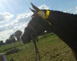 dressage horse Flawless Diamond (Oldenburg, 2010, from Farewell III)