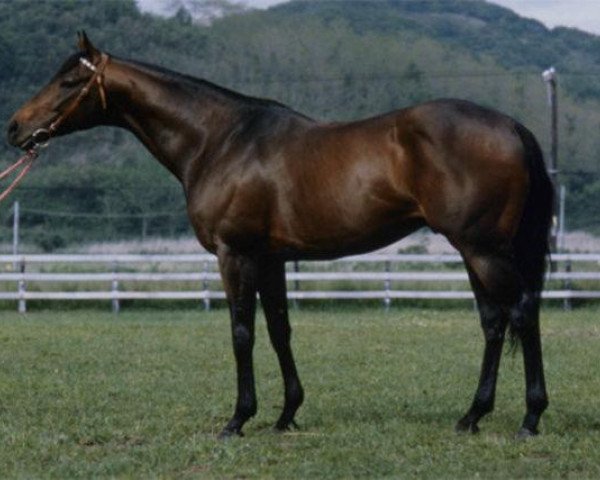 stallion Mill George xx (Thoroughbred, 1975, from Mill Reef xx)