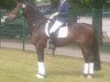 dressage horse Jeti (Hanoverian, 2005, from Jazz Time)