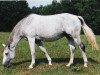 broodmare Roanne (Trakehner, 1994, from Kostolany)