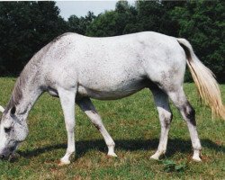 broodmare Roanne (Trakehner, 1994, from Kostolany)