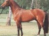 stallion Louis (Holsteiner, 1988, from Landlord)