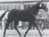 stallion Nachtflug xx (Thoroughbred, 1962, from Orsini xx)
