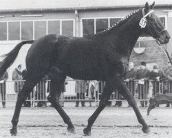 stallion Nachtflug xx (Thoroughbred, 1962, from Orsini xx)