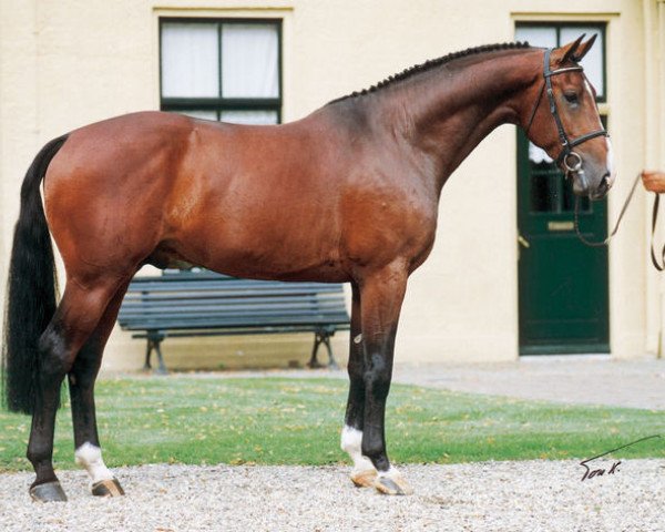 stallion Lennard (KWPN (Royal Dutch Sporthorse), 1993, from Zuidhorn)