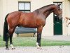 stallion Lennard (KWPN (Royal Dutch Sporthorse), 1993, from Zuidhorn)