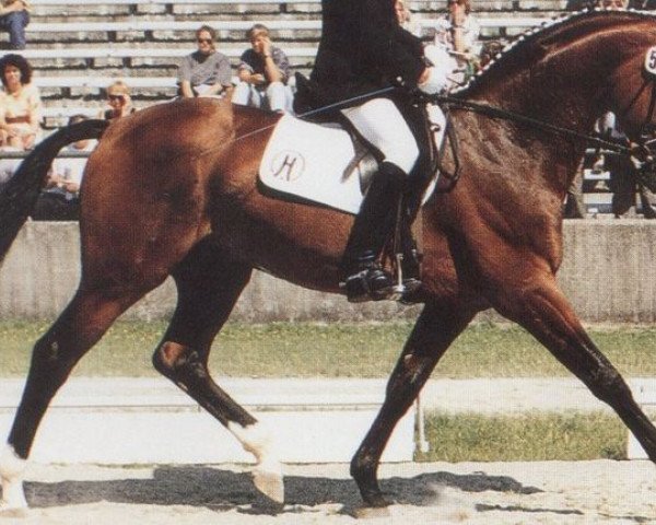 stallion Terminator (Hessian Warmblood, 1987, from Tremezzo xx)