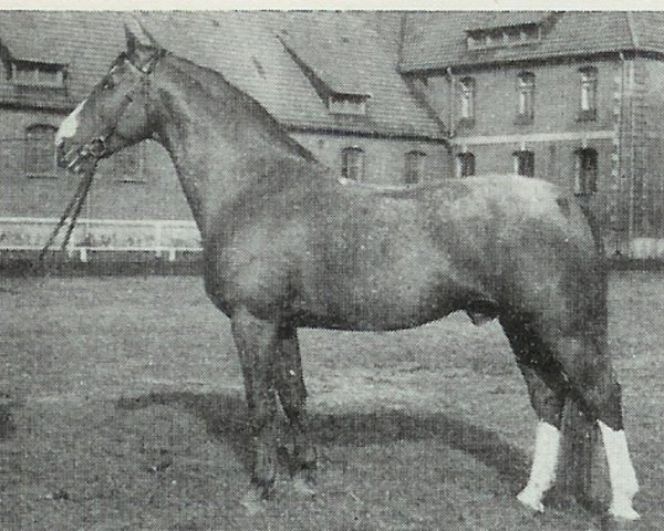 stallion Drusus (Hanoverian, 1951, from Duellant)