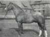 stallion Drusus (Hanoverian, 1951, from Duellant)