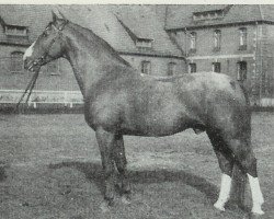 stallion Drusus (Hanoverian, 1951, from Duellant 3586)