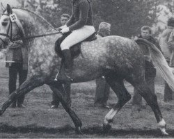 stallion Louvre (Hanoverian, 1981, from Leibwaechter I)