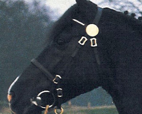stallion Briljant (New Forest Pony, 1978, from Robijn)