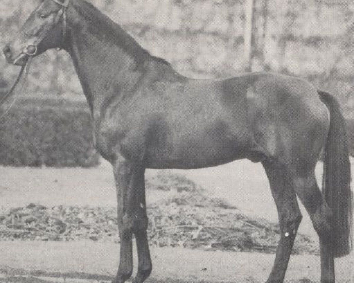 stallion Sacramento xx (Thoroughbred, 1965, from Kaiseradler xx)
