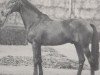stallion Sacramento xx (Thoroughbred, 1965, from Kaiseradler xx)