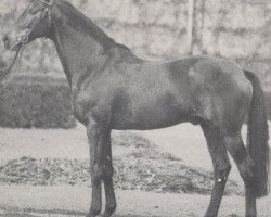 stallion Sacramento xx (Thoroughbred, 1965, from Kaiseradler xx)