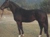 stallion Wilhelm Tell II (Hanoverian, 1980, from Wedekind)