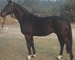 stallion Wilhelm Tell II (Hanoverian, 1980, from Wedekind)