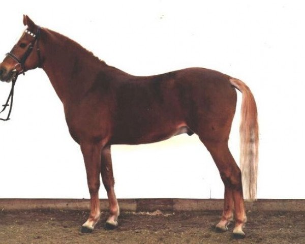 stallion Troll (German Riding Pony, 1990, from Traumfürst)