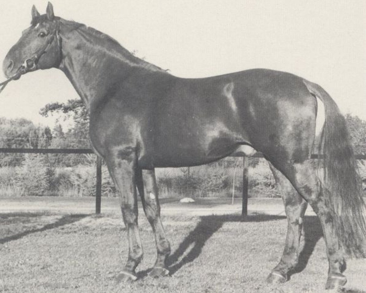 Deckhengst Lenz (Hannoveraner, 1973, von Lukas)
