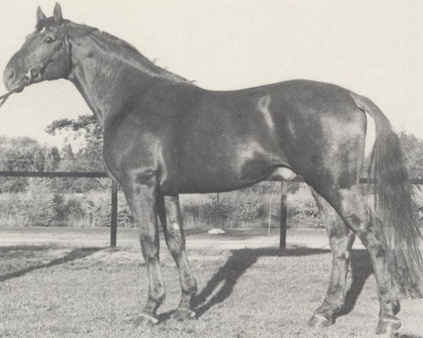 stallion Lenz (Hanoverian, 1973, from Lukas)