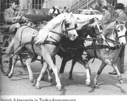 stallion Combi Edel Boy (Welsh mountain pony (SEK.A), 1959, from Revel Solo)