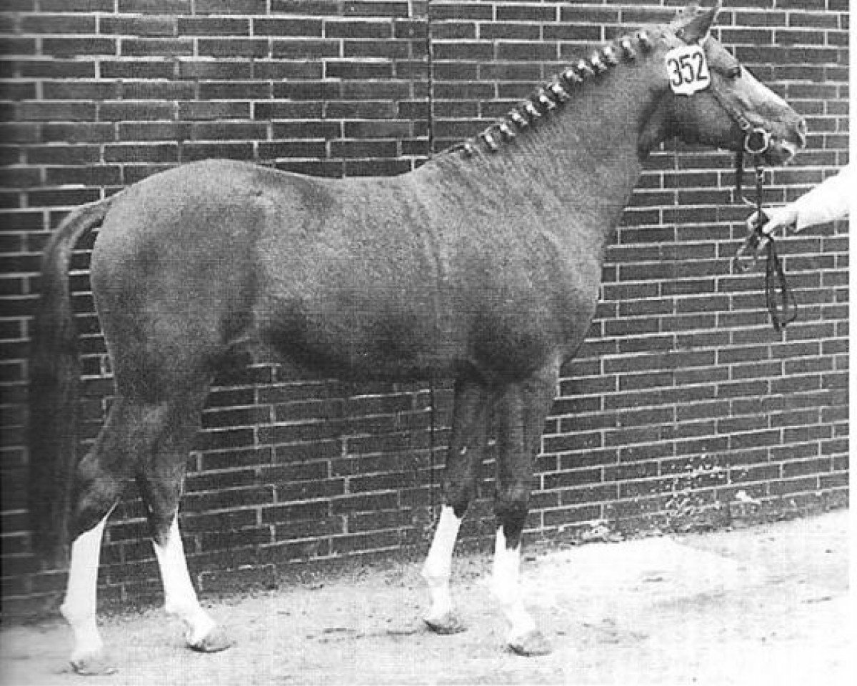 stallion Chameur (Welsh-Pony (Section B), 1970, from Combi Edel Boy)