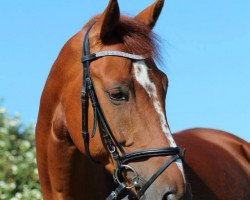 jumper Chio 12 (Oldenburg show jumper, 2008, from Cento)