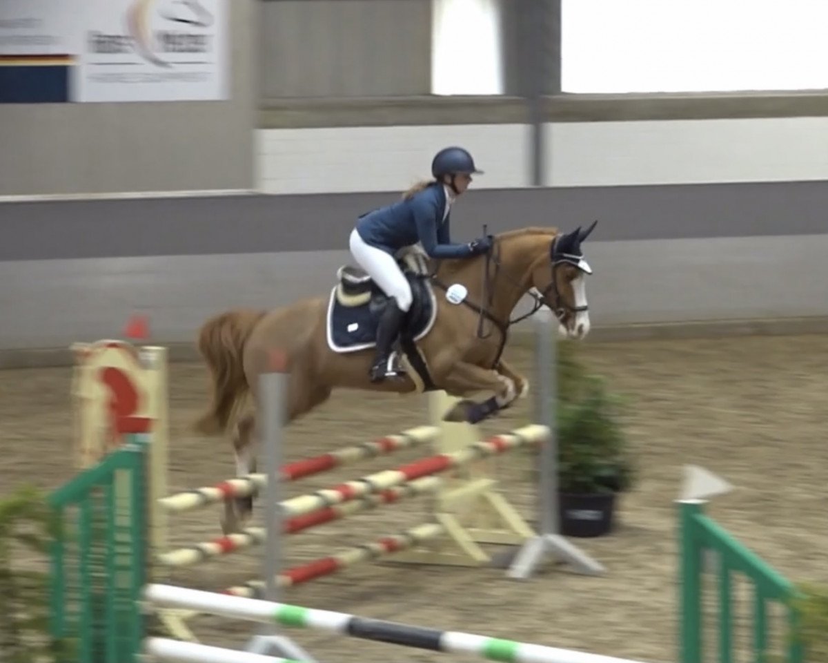 Springpferd Gondor Imperial (Dänisches Warmblut, 2014, von Aberlour Goodwyn)