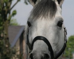 stallion Hohenstaufen I (Hanoverian, 1998, from Hohenstein I)