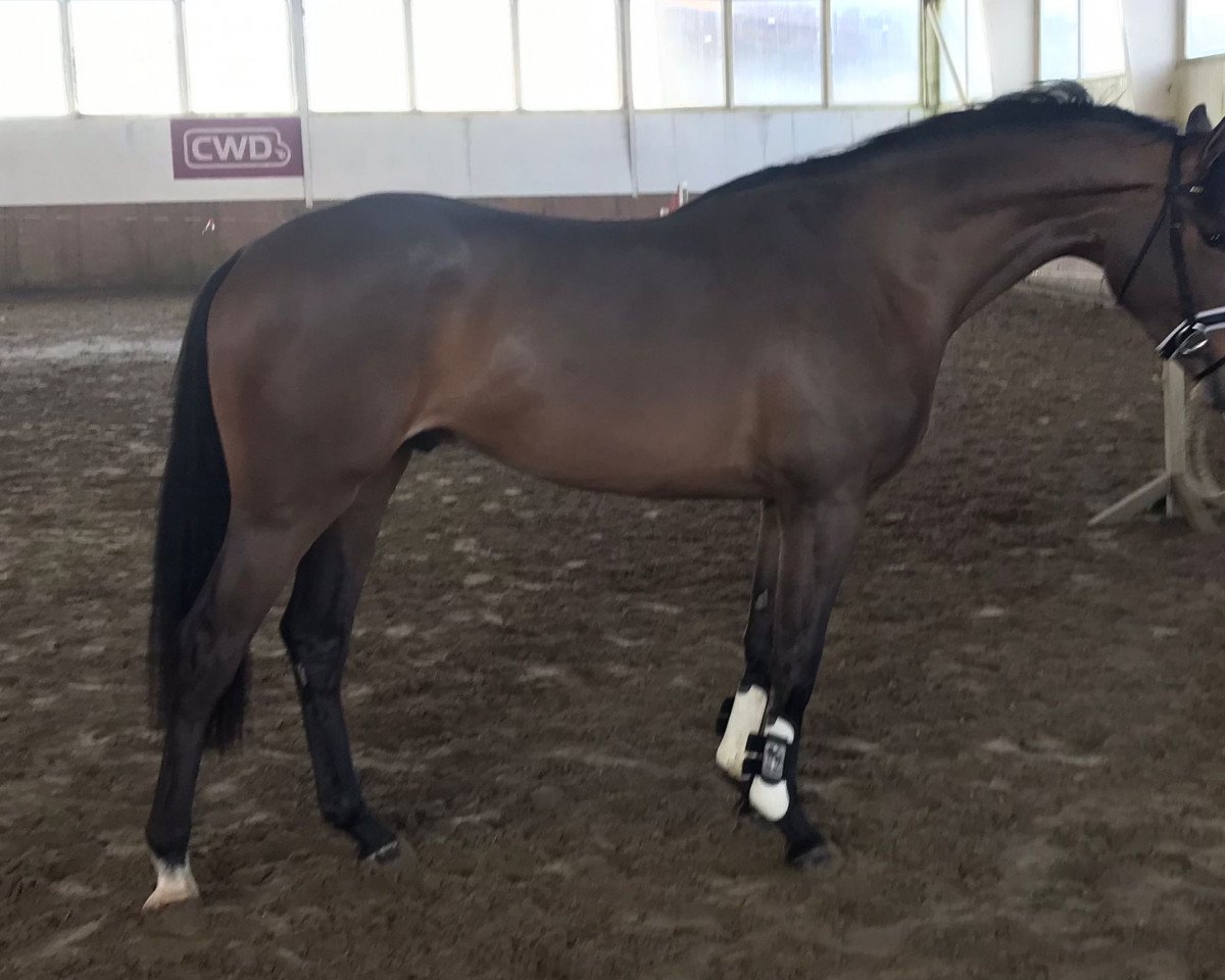 jumper Blockbuster Jun (Westphalian, 2019, from Blockbuster)