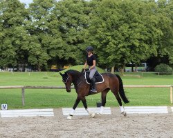 jumper Calimro (German Sport Horse, 2015, from Con Sillas)