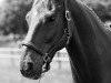 dressage horse Wotilas (Hanoverian, 1998, from Wolkenstein II)