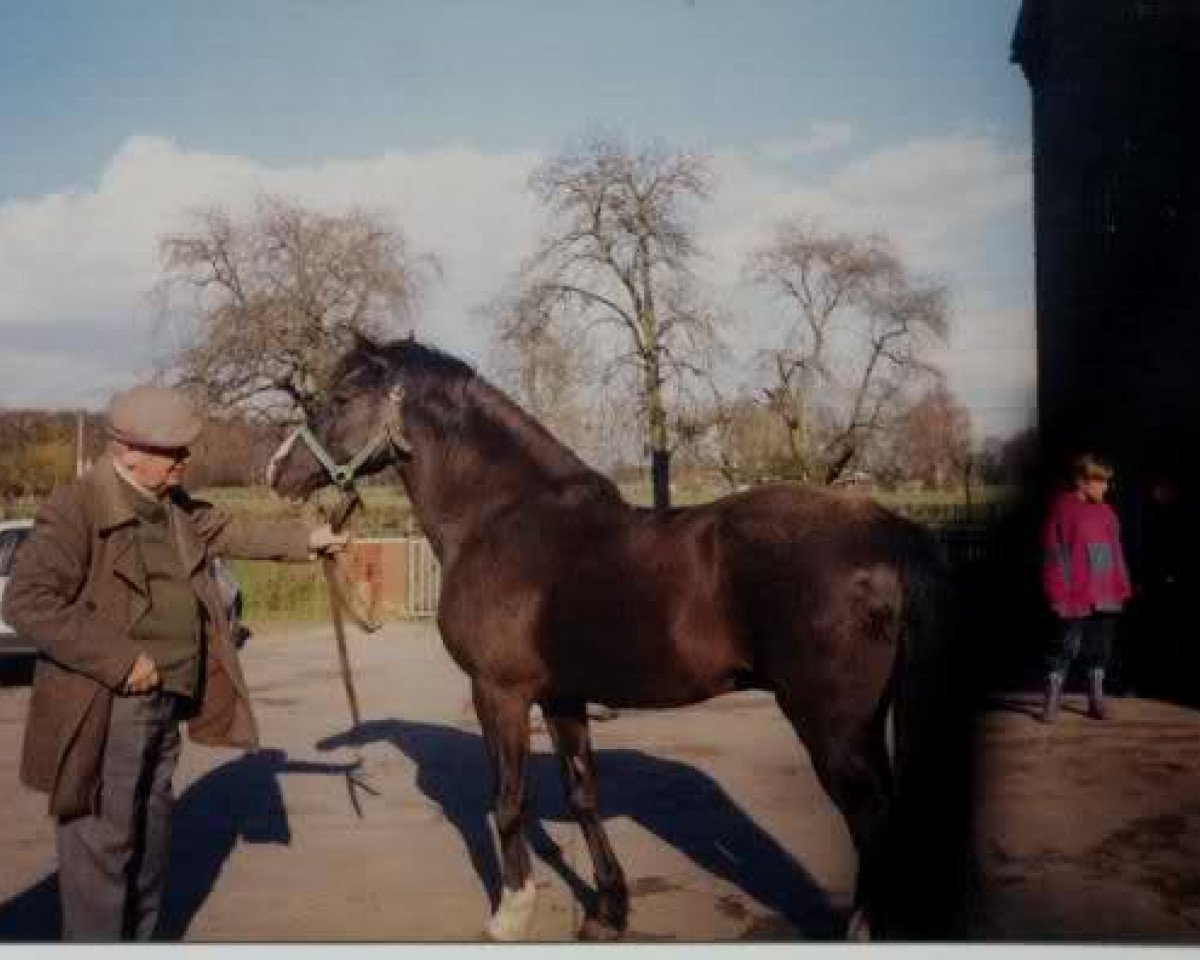 Deckhengst Amour (Deutsches Reitpony, 1973, von Amir ox)