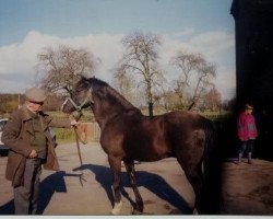 stallion Amour (German Riding Pony, 1973, from Amir ox)