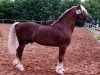 stallion Rhystyd Frenin (Welsh-Cob (Sek. D), 1972, from Rhosfarch Frenin)