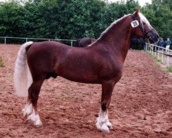 stallion Rhystyd Frenin (Welsh-Cob (Sek. D), 1972, from Rhosfarch Frenin)