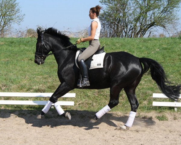 dressage horse Wizard (Hanoverian, 2002, from Waterford)