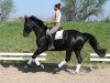 dressage horse Wizard (Hanoverian, 2002, from Waterford)