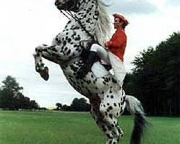 stallion PrH Baron aus der schützenden Hand (Knabstrupper, 1991, from Benjamin)