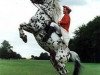 stallion PrH Baron aus der schützenden Hand (Knabstrupper, 1991, from Benjamin)