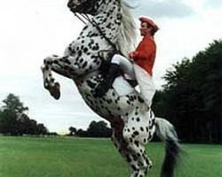 stallion PrH Baron aus der schützenden Hand (Knabstrupper, 1991, from Benjamin)