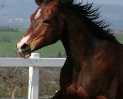 broodmare Fanny Girl (Oldenburg, 1996, from Sion)