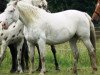 broodmare Bianca af Silver (Knabstrupper, 1996, from Poco Mejor Af Silver)