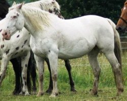 broodmare Bianca af Silver (Knabstrupper, 1996, from Poco Mejor Af Silver)